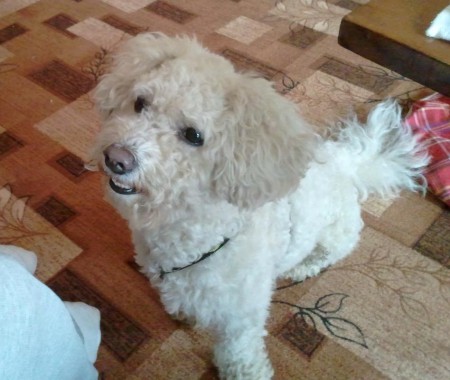 Bichon BB - MAJITEĽ SA UŽ NAŠIEL